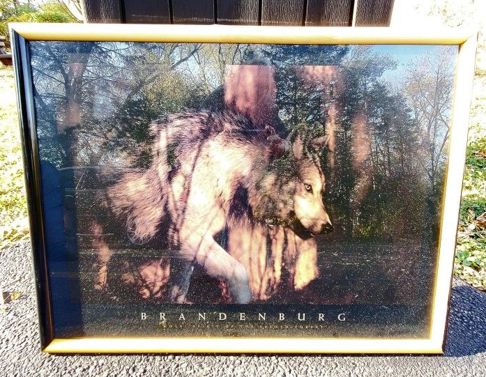 Wolves Wolf Print - photo 2