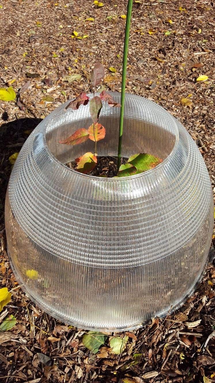 Unique Flower Pot Domes Cloches Wintersowing Raised Flower Bed - photo 4