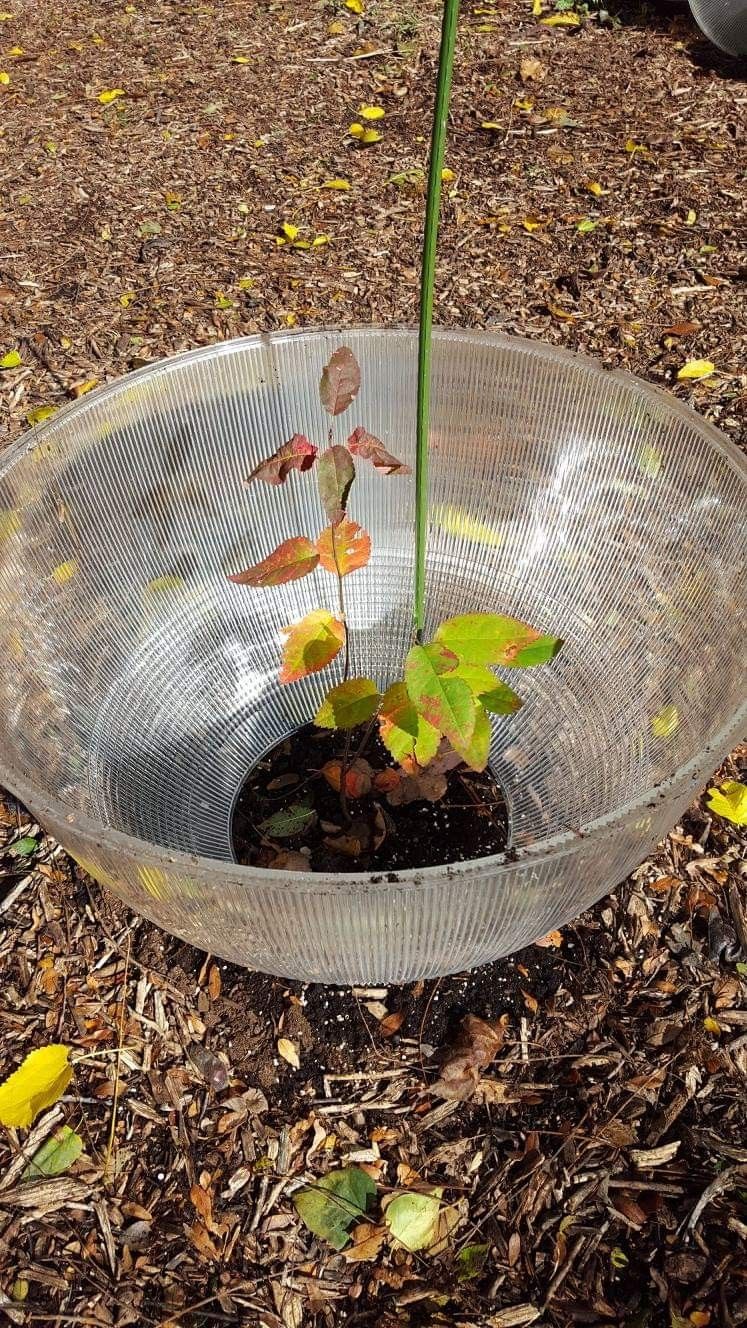 Unique Flower Pot Domes Cloches Wintersowing Raised Flower Bed - photo 5