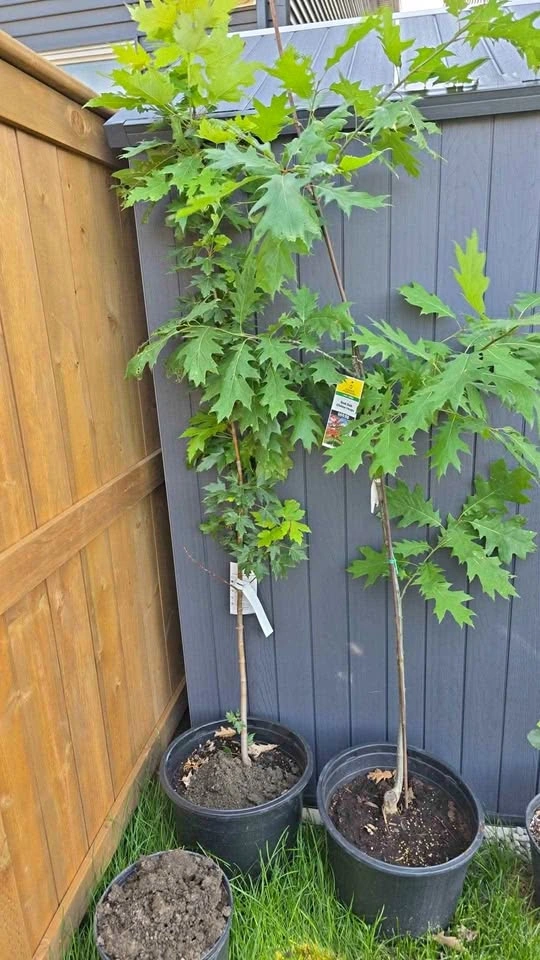 Red Oak Tree