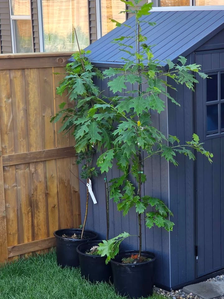 Red Oak Tree - photo 2