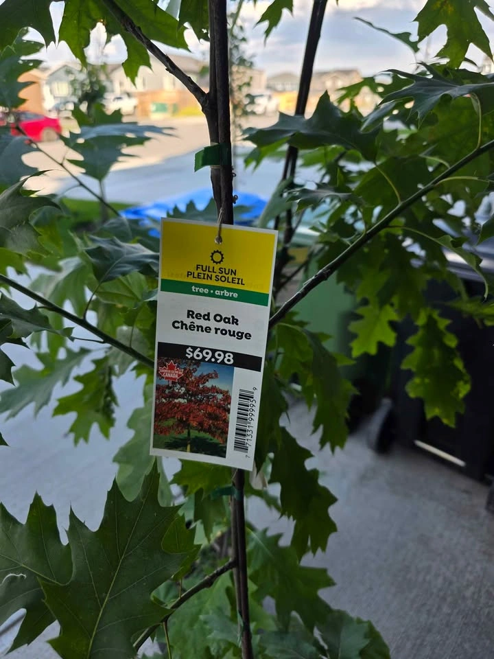 Red Oak Tree - photo 3