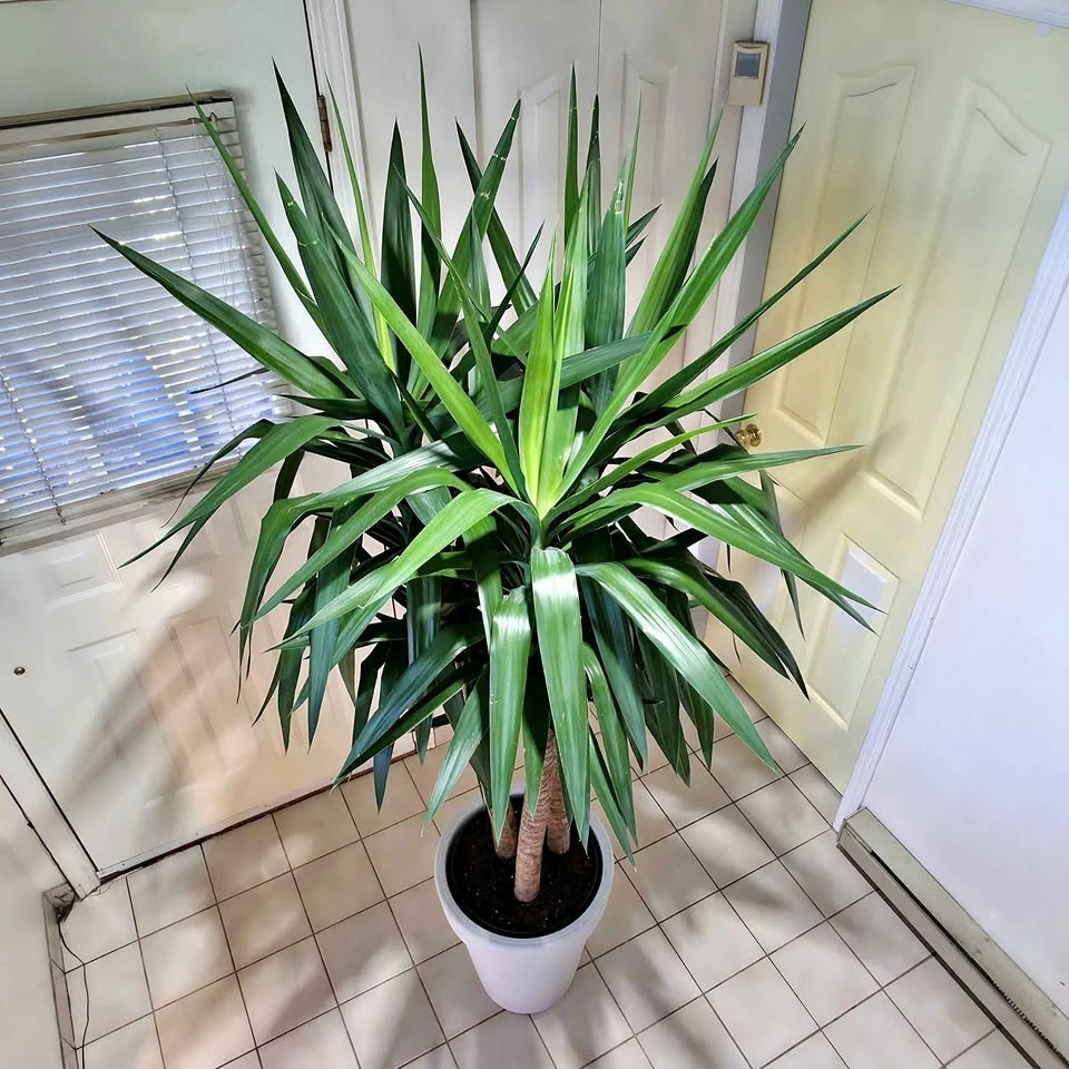 Yucca Cane Statement Plant with Decorative Planter | 7ft