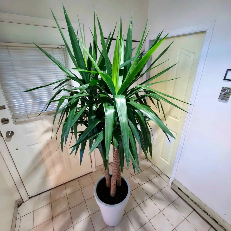 Yucca Cane Statement Plant with Decorative Planter | 7ft - photo 2