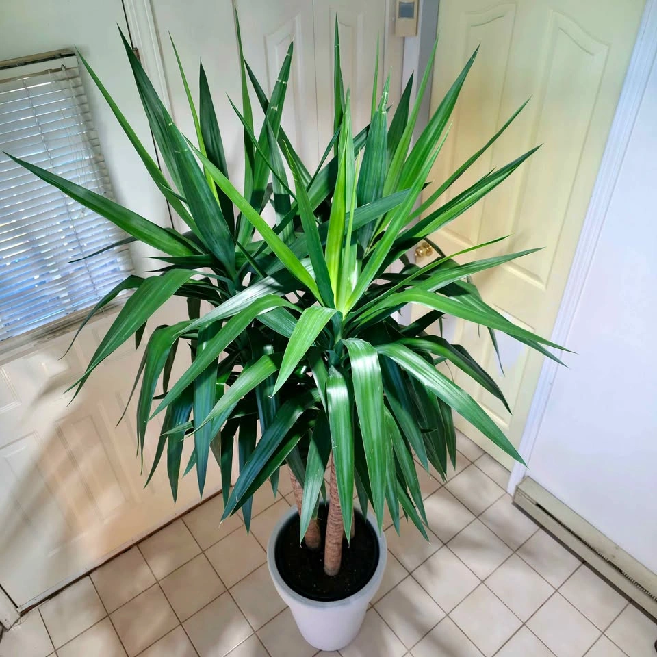 Yucca Cane Statement Plant with Decorative Planter | 7ft - photo 3