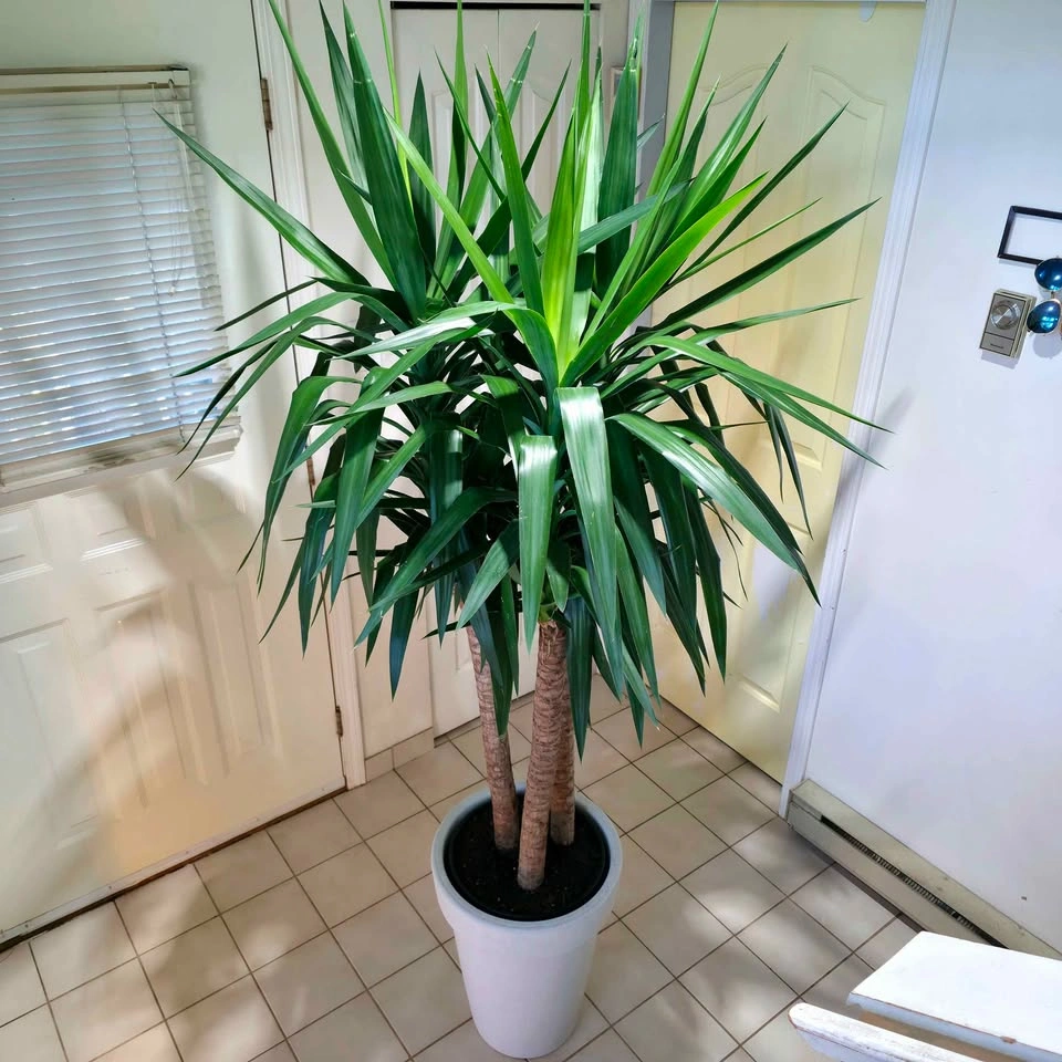 Yucca Cane Statement Plant with Decorative Planter | 7ft - photo 4