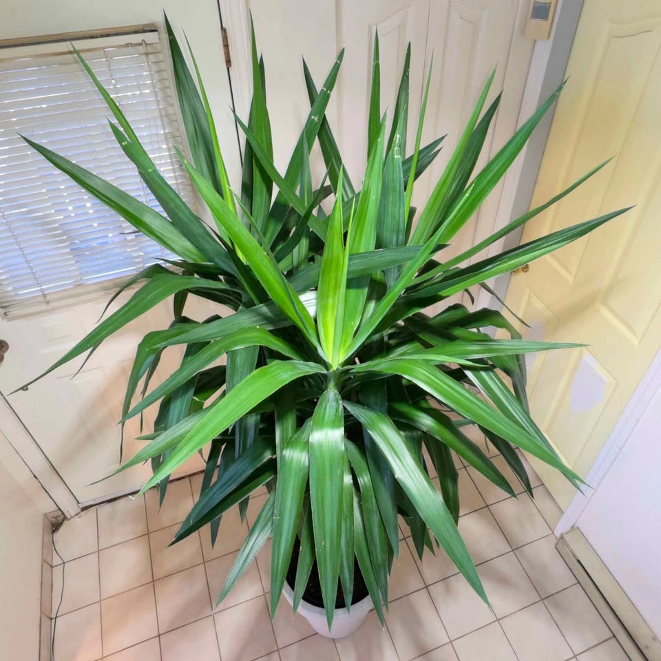 Yucca Cane Statement Plant with Decorative Planter | 7ft - photo 5