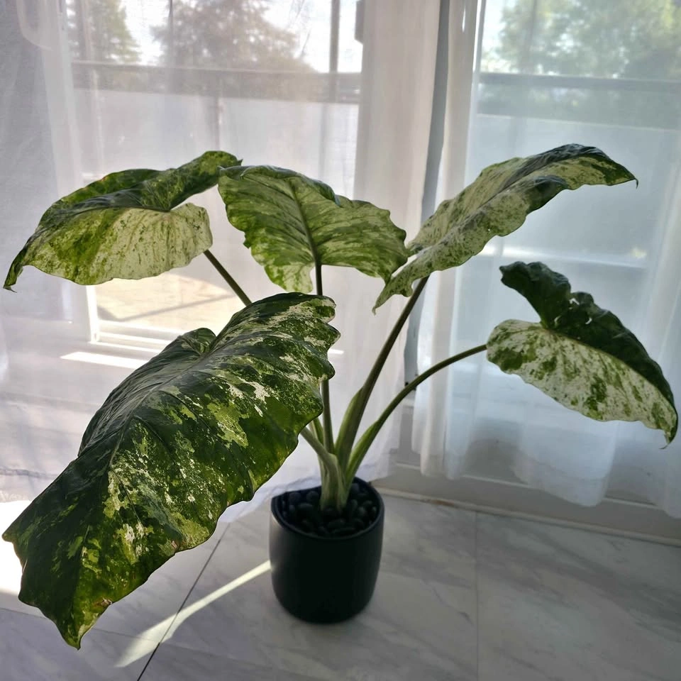 Variegated Alocasia Plant in Ceramic Pot
