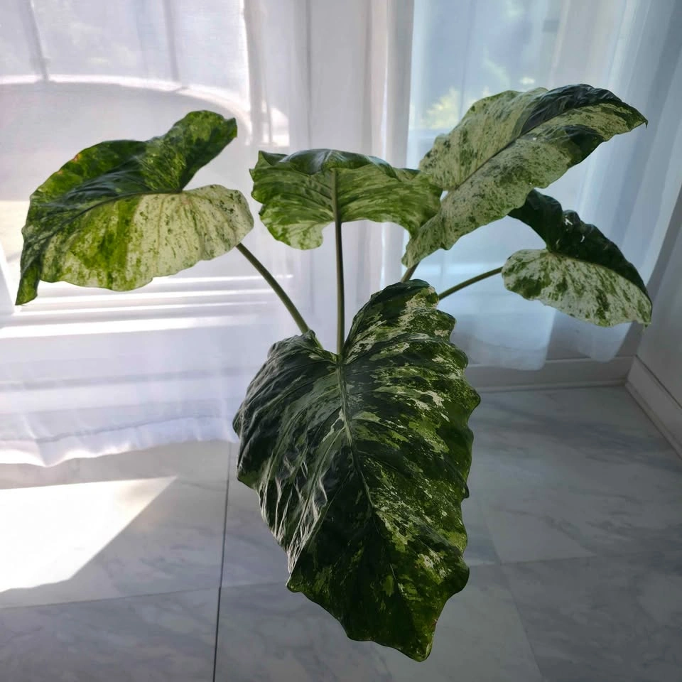 Variegated Alocasia Plant in Ceramic Pot - photo 2