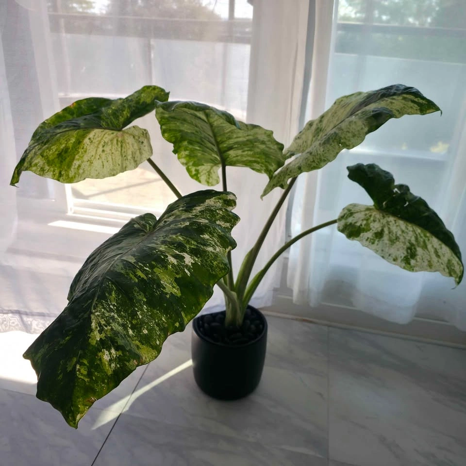 Variegated Alocasia Plant in Ceramic Pot - photo 3