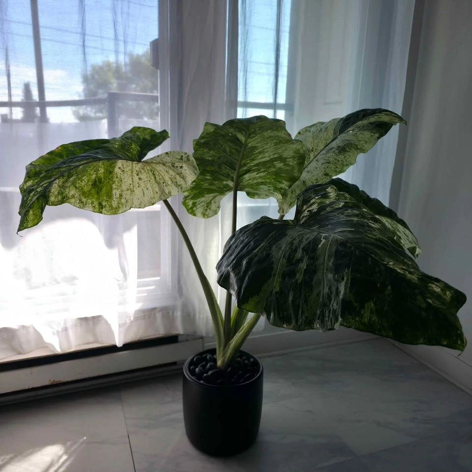 Variegated Alocasia Plant in Ceramic Pot - photo 4
