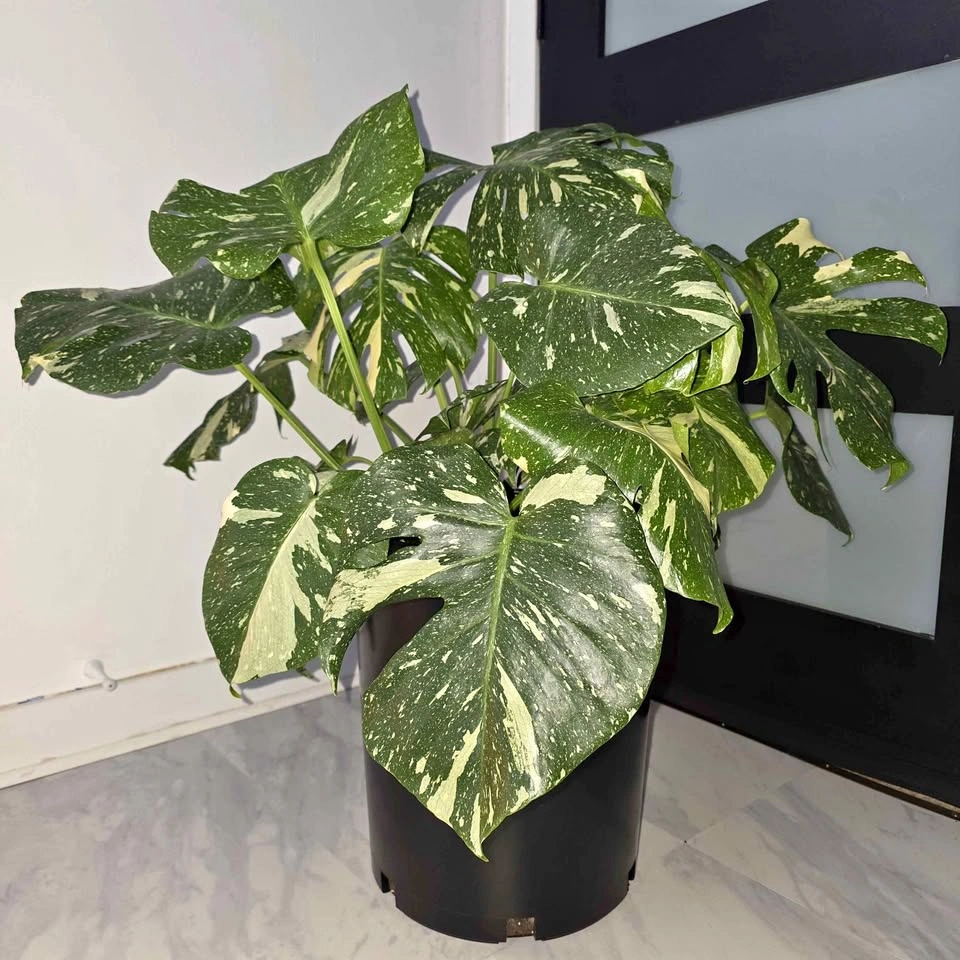 Variegated Monstera | 3ft Indoor Plant