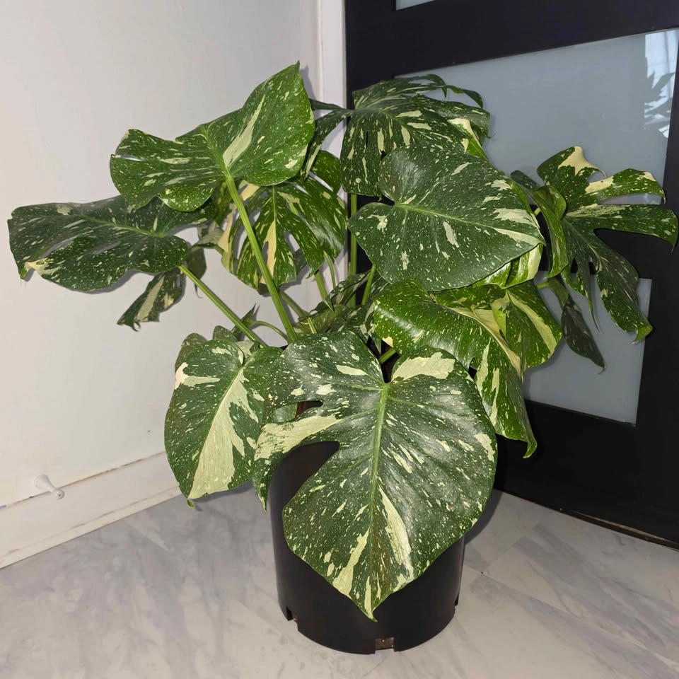 Variegated Monstera | 3ft Indoor Plant - photo 2