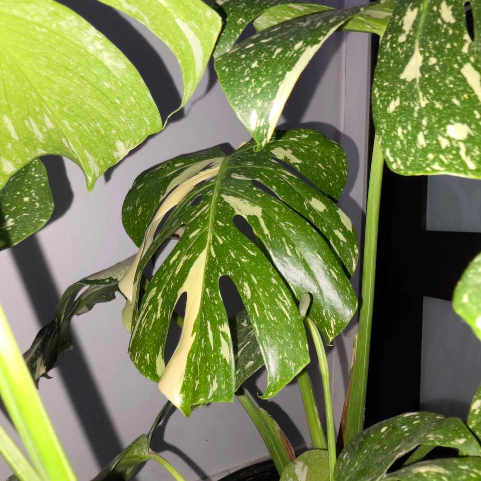 Variegated Monstera | 3ft Indoor Plant - photo 3