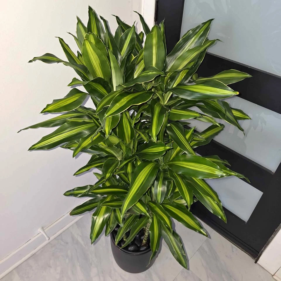 Dracaena Cintho in Ceramic Planter with Decorative Stones
