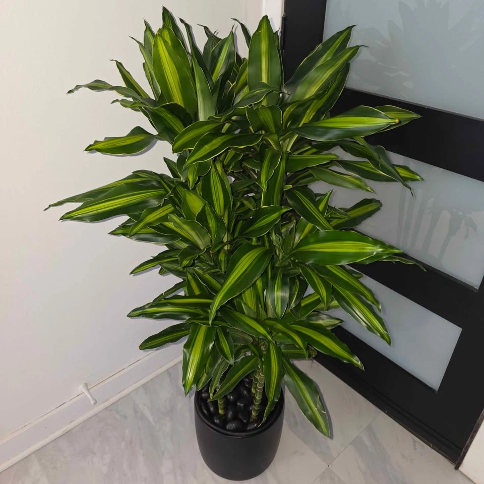 Dracaena Cintho in Ceramic Planter with Decorative Stones - photo 2