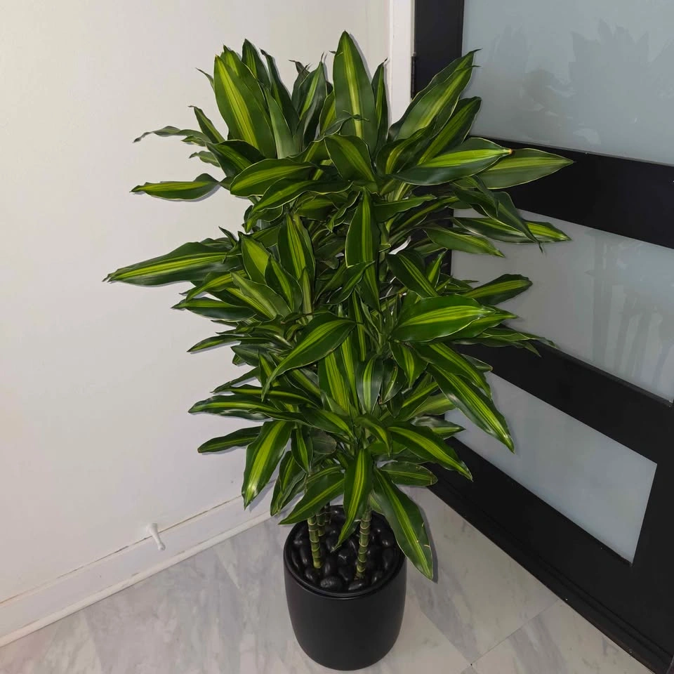 Dracaena Cintho in Ceramic Planter with Decorative Stones - photo 3