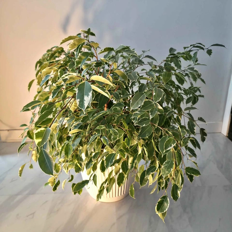Weeping Fig Tree with Decorative Planter