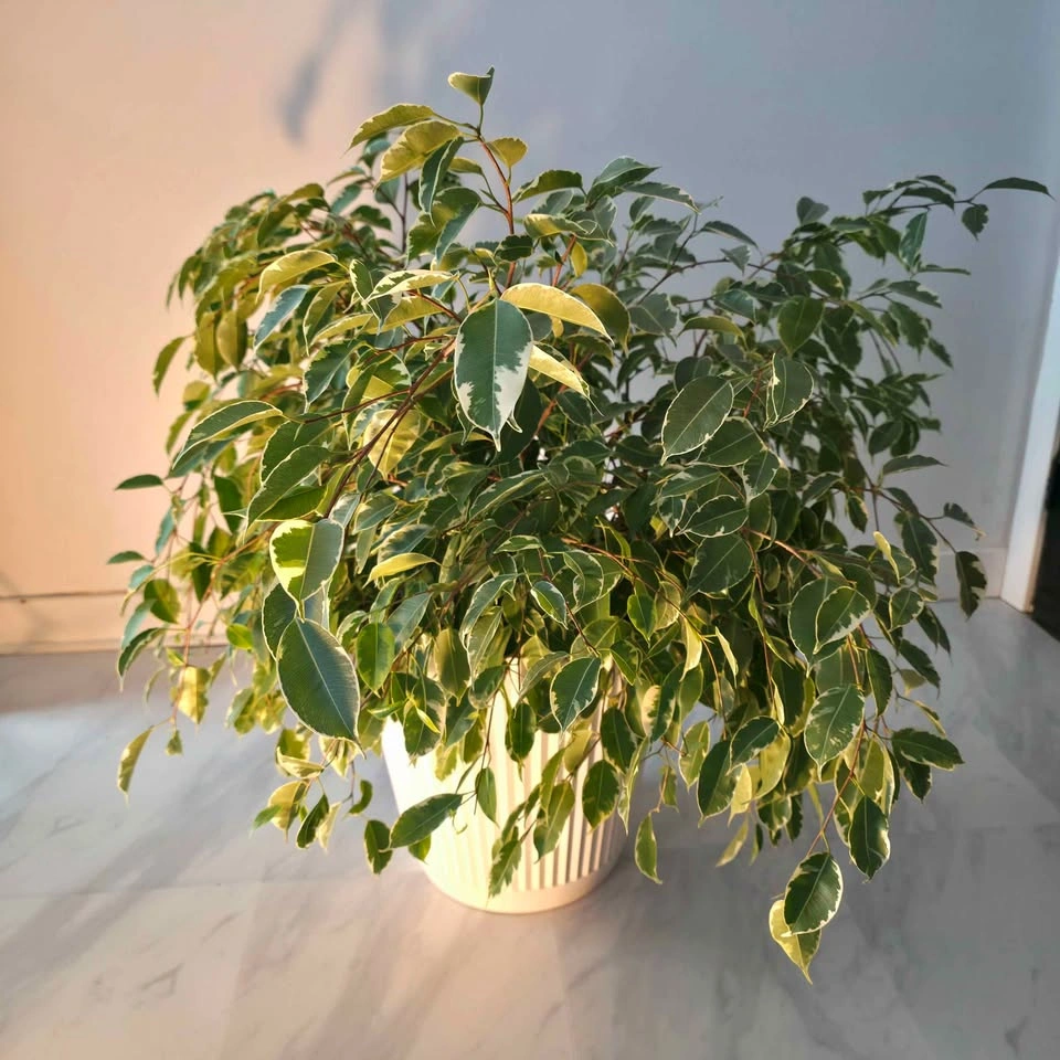 Weeping Fig Tree with Decorative Planter - photo 2