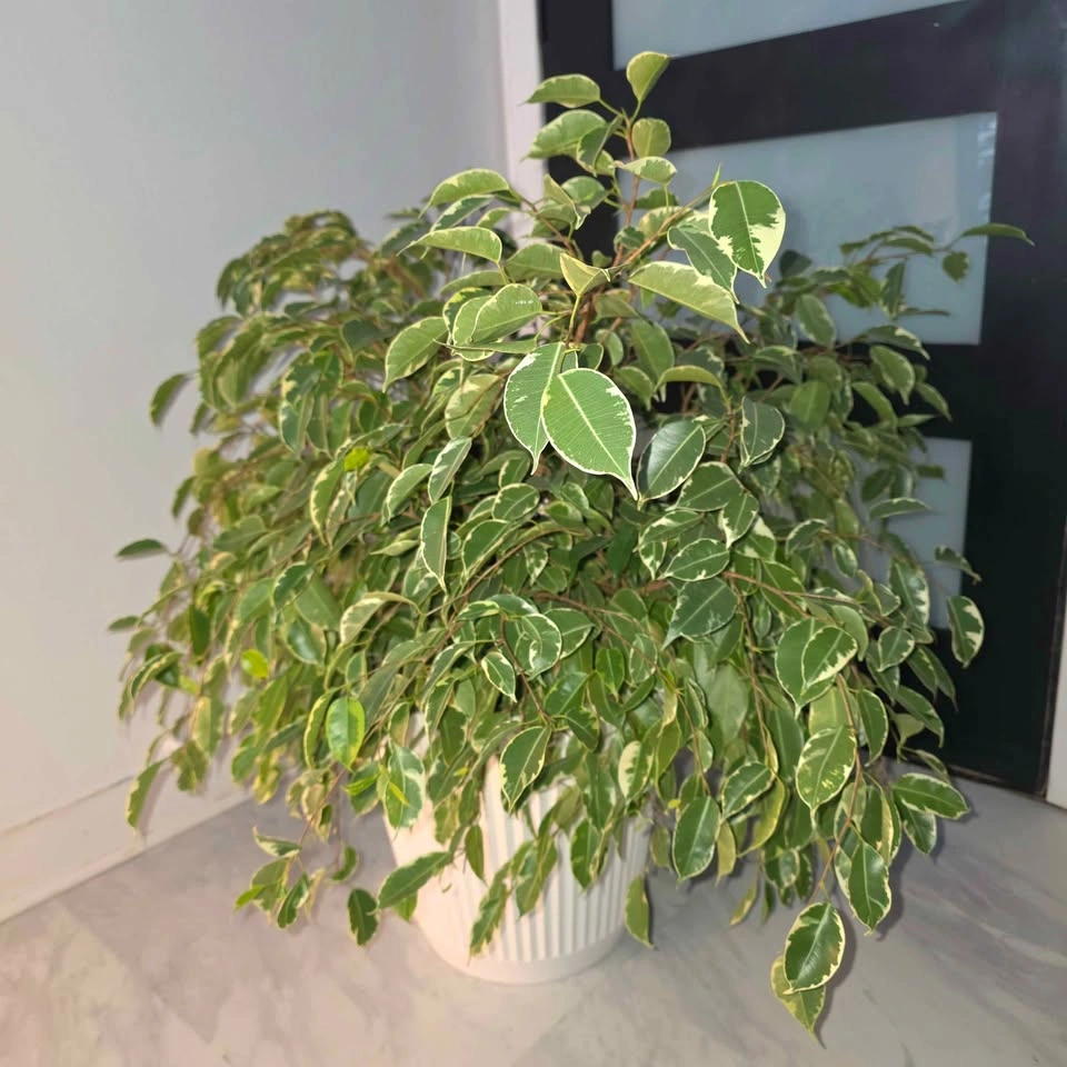 Weeping Fig Tree with Decorative Planter - photo 3