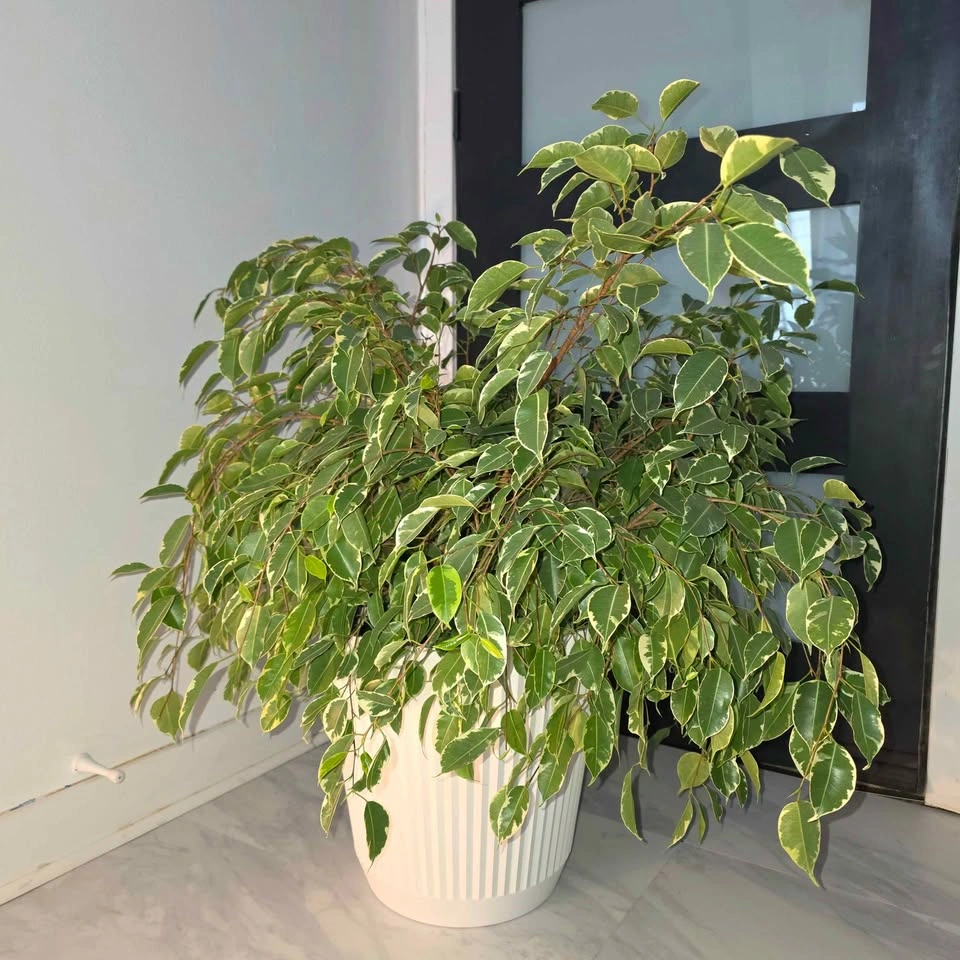 Weeping Fig Tree with Decorative Planter - photo 4