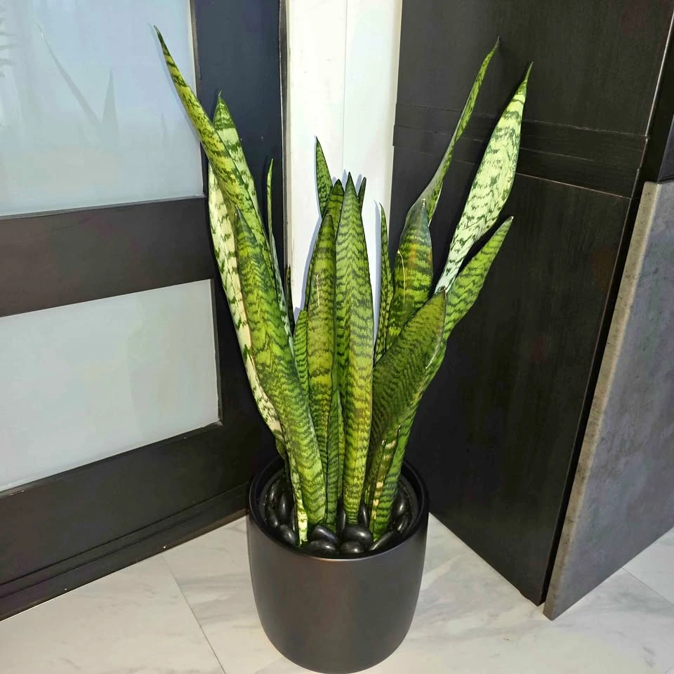 Snake Plant in Ceramic | Houseplant | Delivery Available