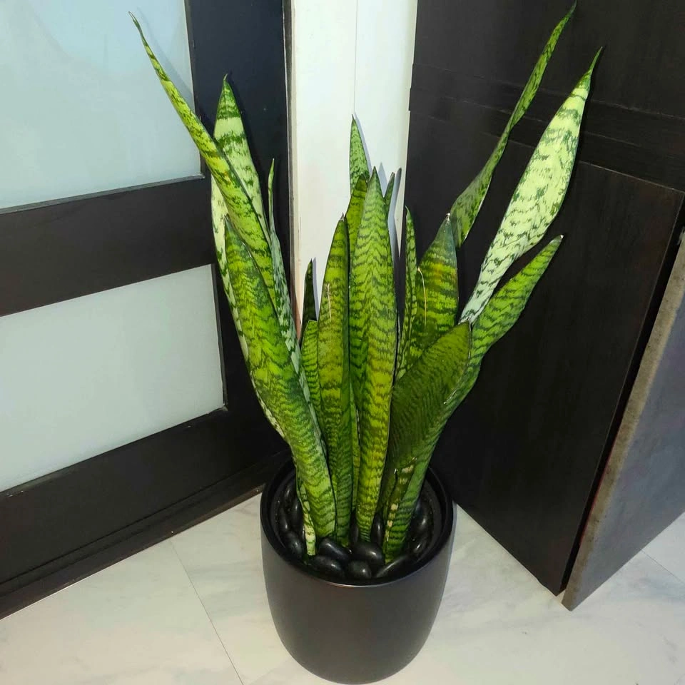 Snake Plant in Ceramic | Houseplant | Delivery Available - photo 2