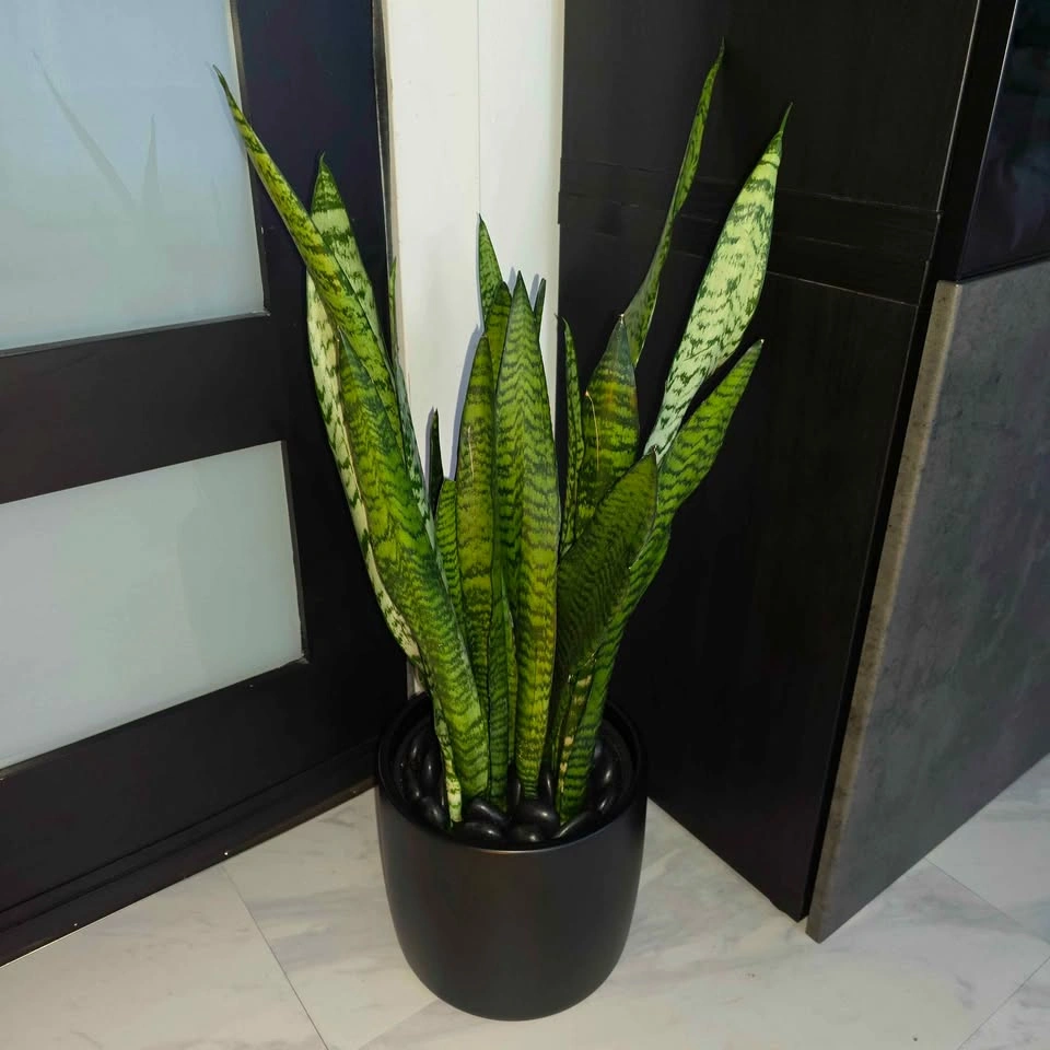 Snake Plant in Ceramic | Houseplant | Delivery Available - photo 3