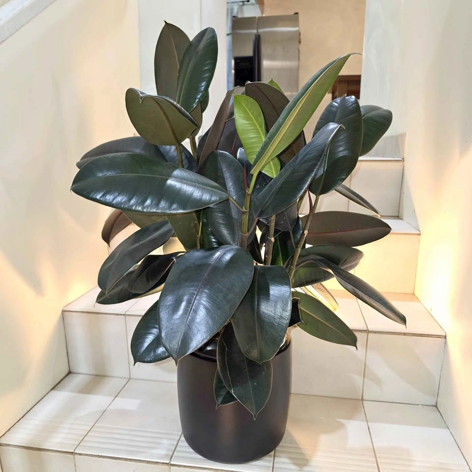 Rubber Tree | 2ft | Includes Ceramic Planter and Stones