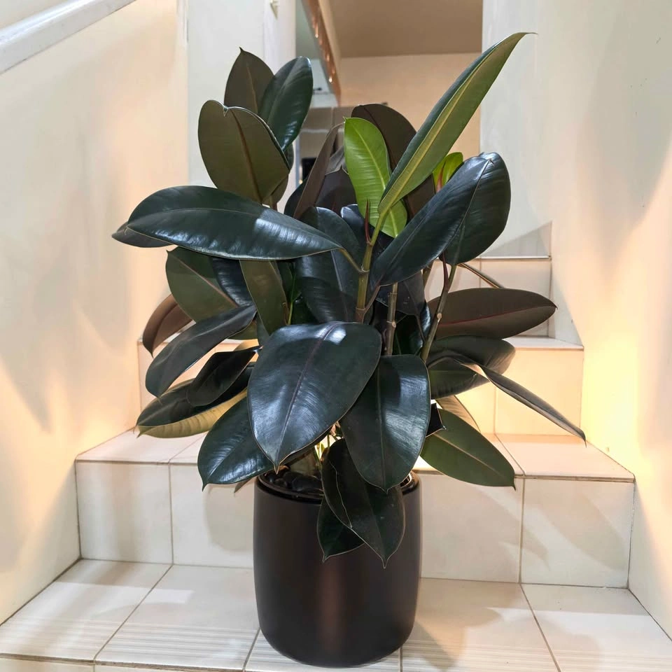 Rubber Tree | 2ft | Includes Ceramic Planter and Stones - photo 2