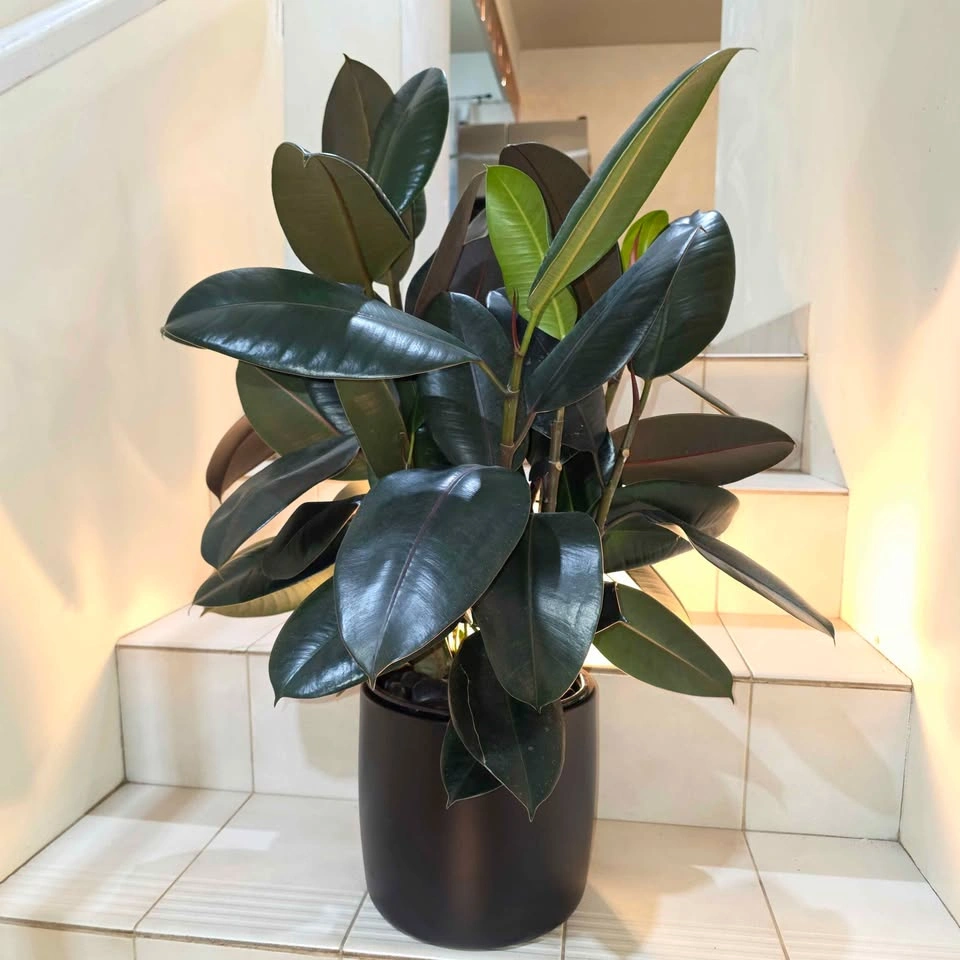 Rubber Tree | 2ft | Includes Ceramic Planter and Stones - photo 3