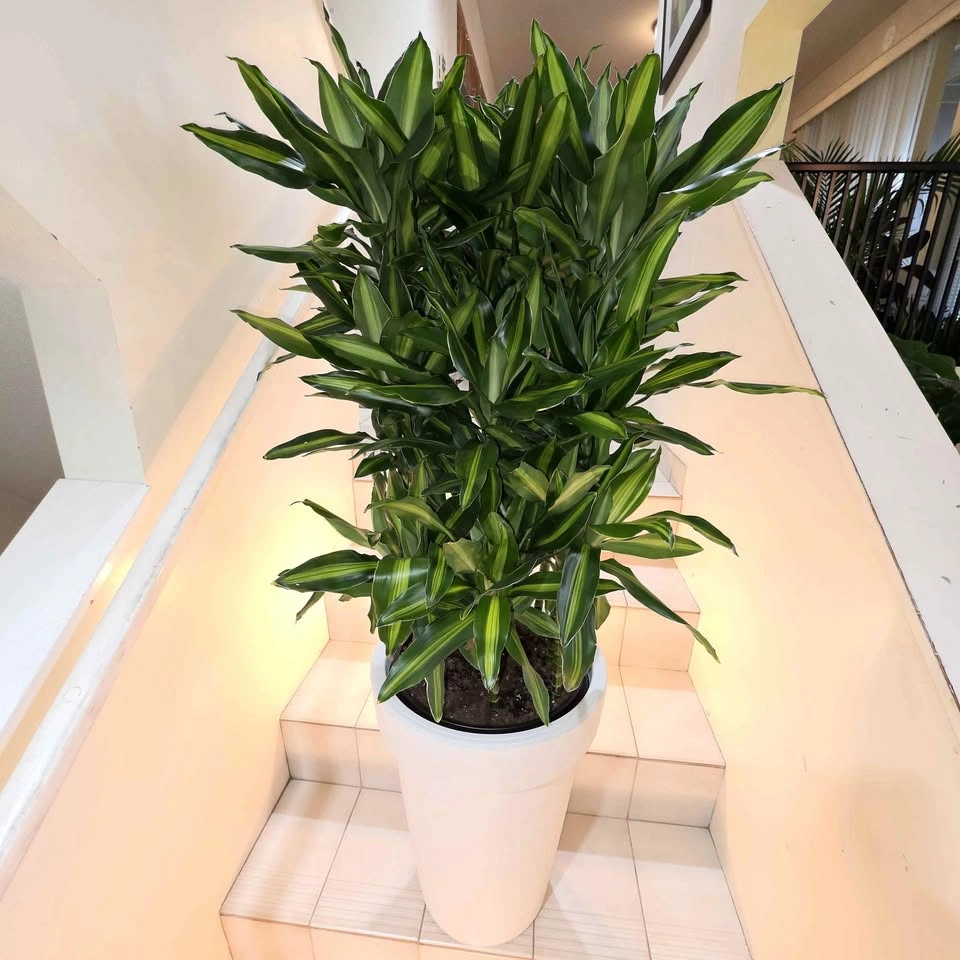BIG Dracaena Plant | Includes Waterproof Planter