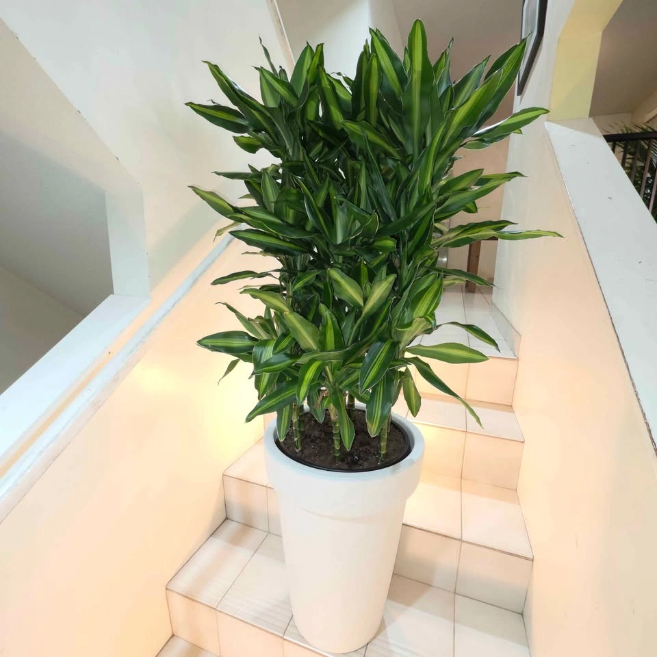BIG Dracaena Plant | Includes Waterproof Planter - photo 2