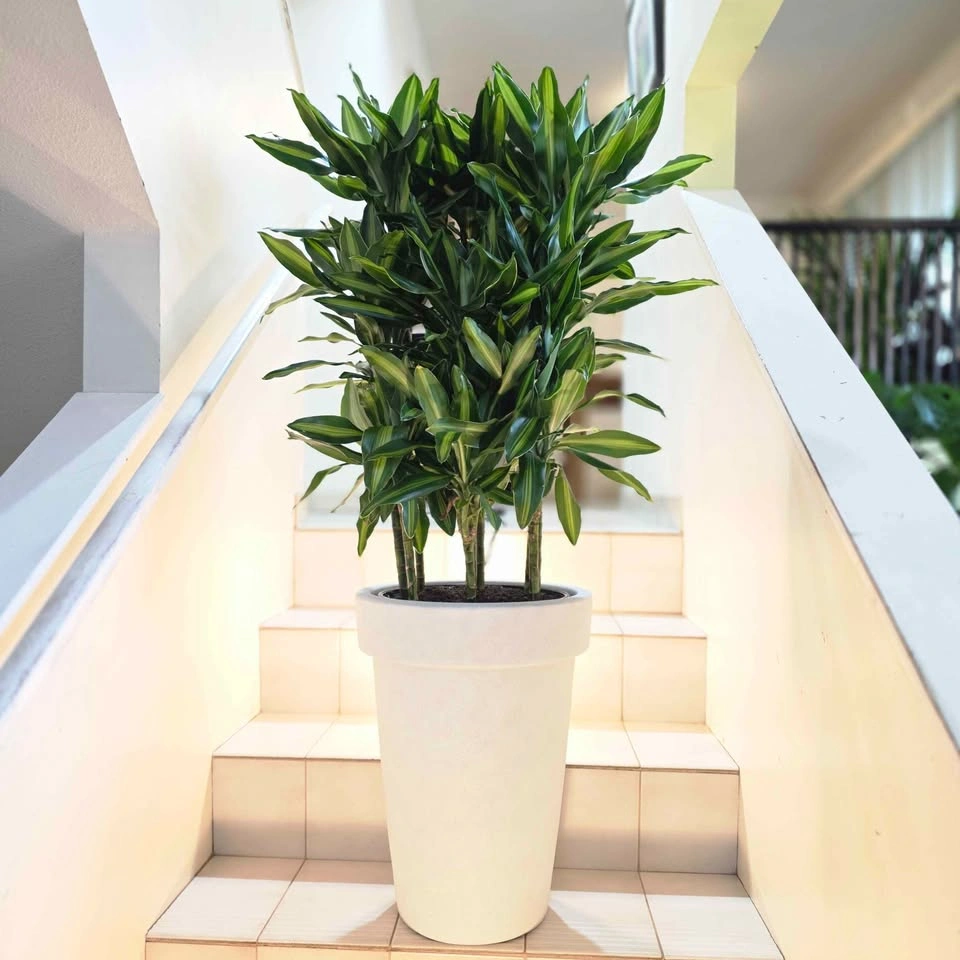 BIG Dracaena Plant | Includes Waterproof Planter - photo 3