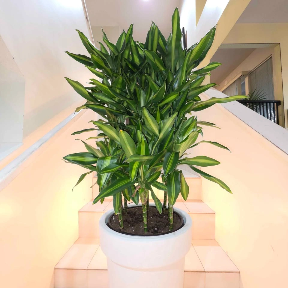 BIG Dracaena Plant | Includes Waterproof Planter - photo 4