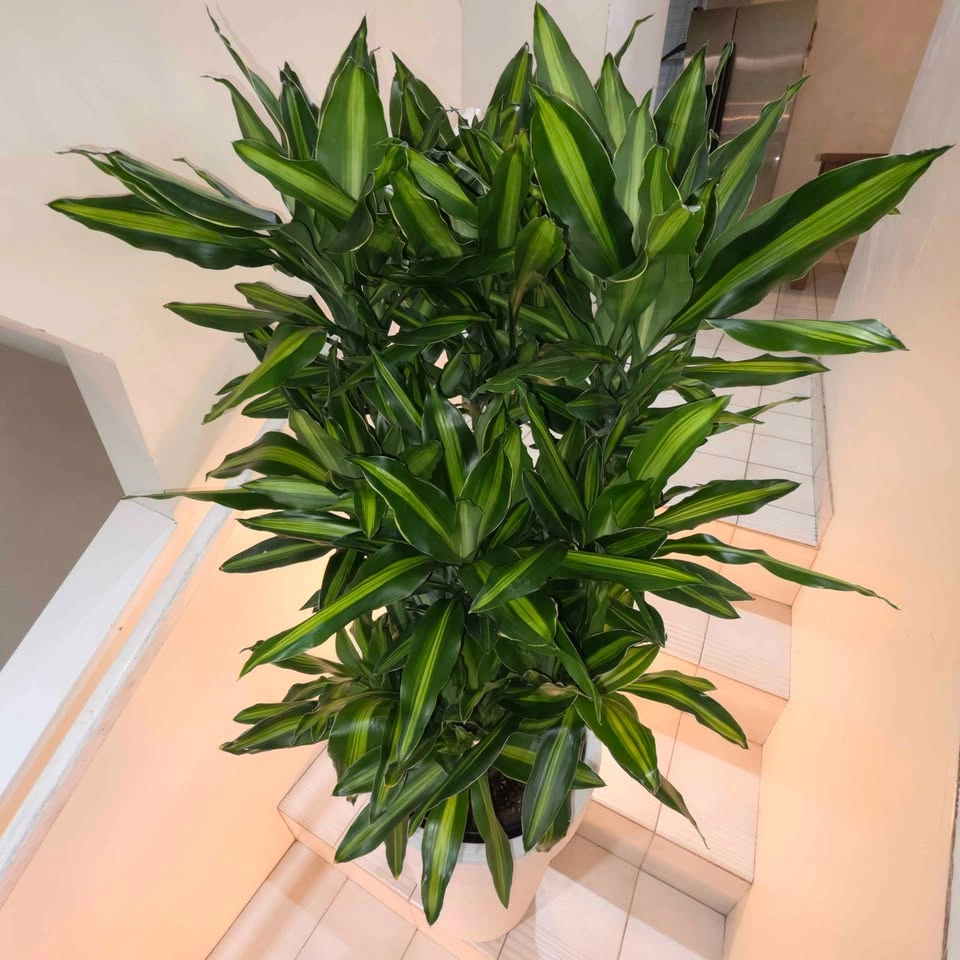 BIG Dracaena Plant | Includes Waterproof Planter - photo 5