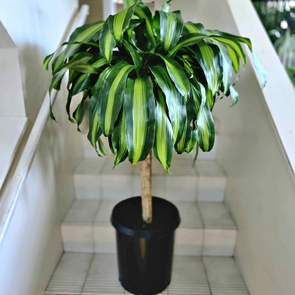 Corn Plant | 3ft Indoor Plant | Free Delivery
