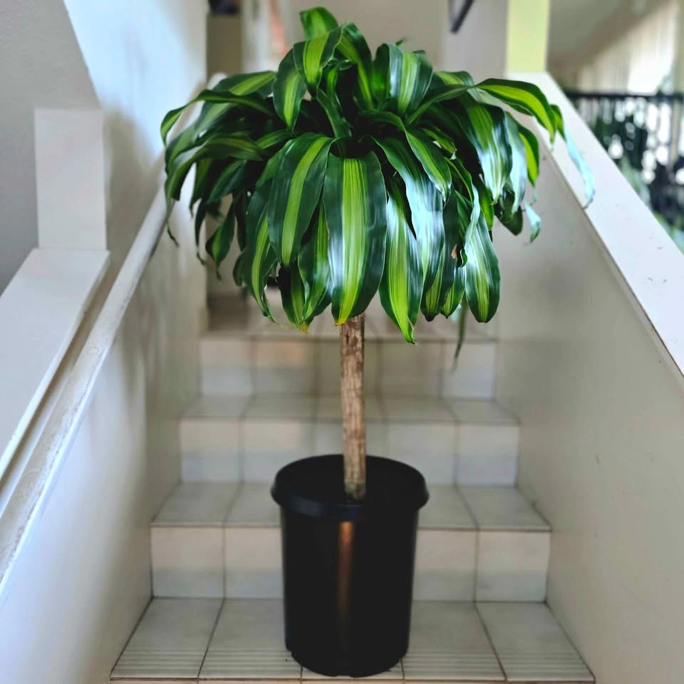 Corn Plant | 3ft Indoor Plant | Free Delivery - photo 2