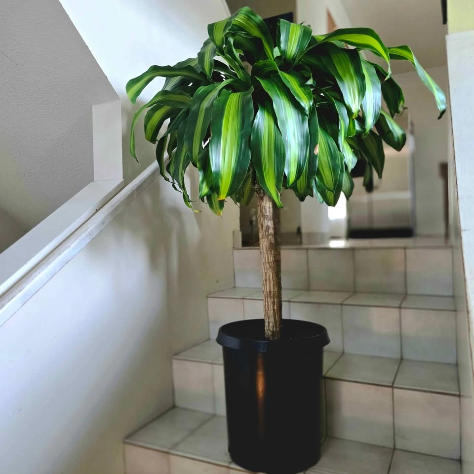 Corn Plant | 3ft Indoor Plant | Free Delivery - photo 3