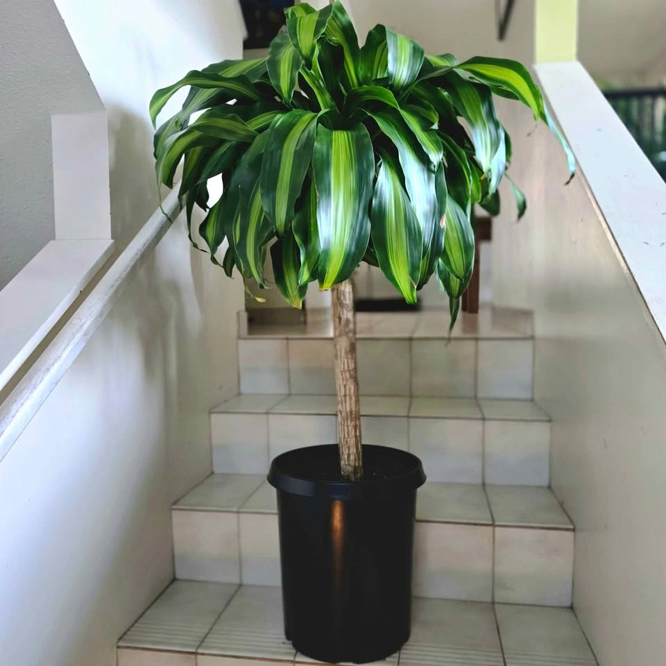Corn Plant | 3ft Indoor Plant | Free Delivery - photo 4