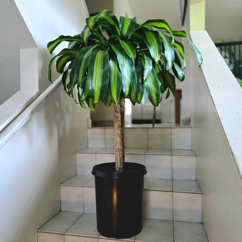 Corn Plant | 3ft Indoor Plant | Free Delivery - photo 5