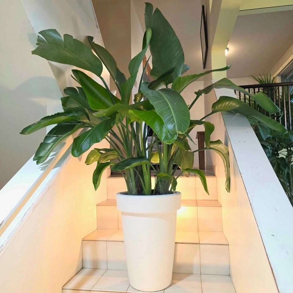 Massive Bird of Paradise | 4ft tall indoor plant