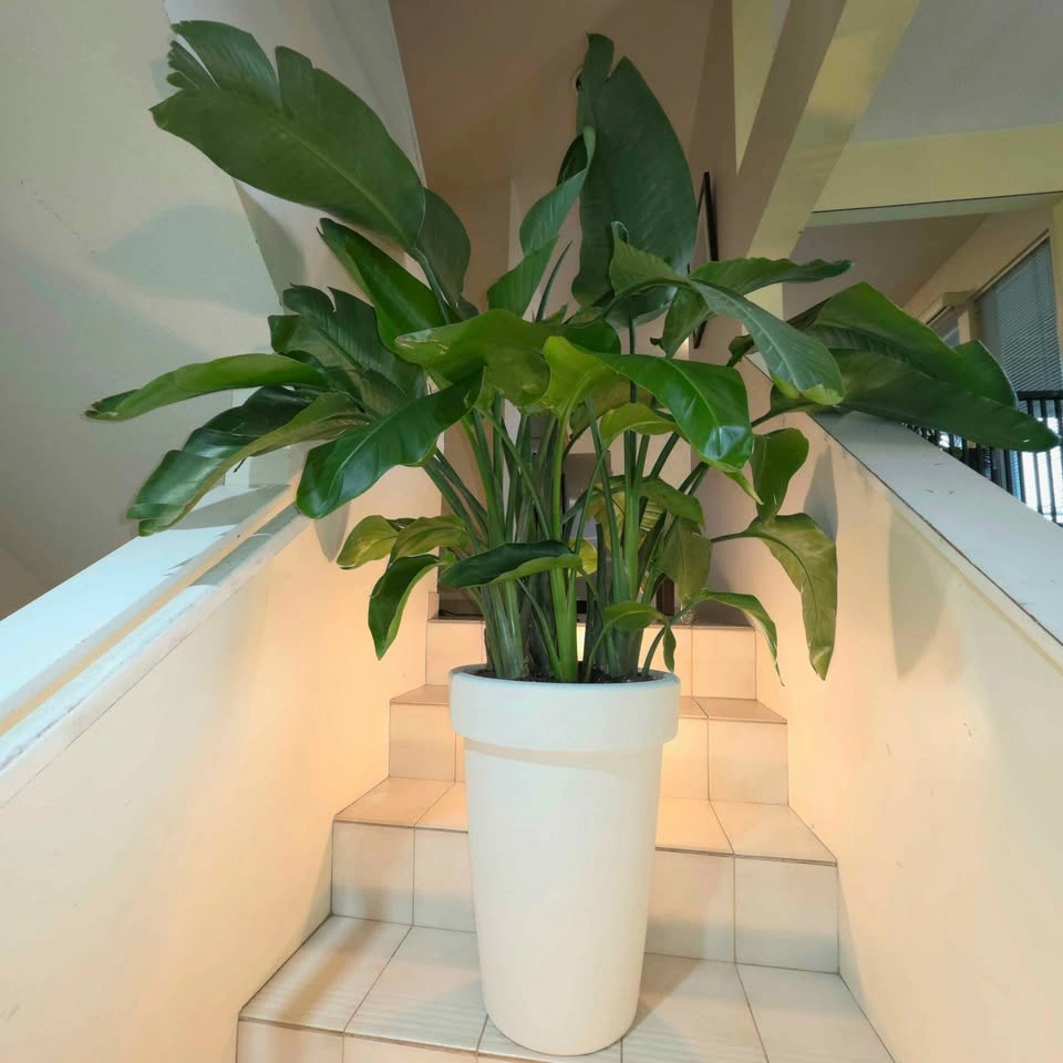 Massive Bird of Paradise | 4ft tall indoor plant - photo 2