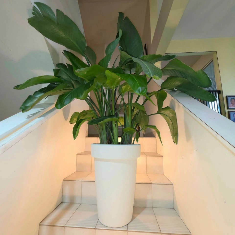 Massive Bird of Paradise | 4ft tall indoor plant - photo 3