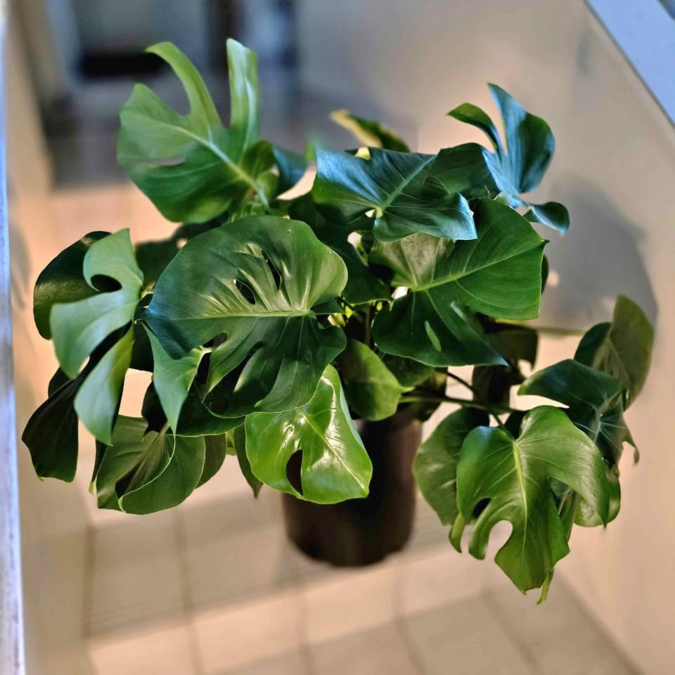 XL Monstera (Swiss Cheese Plant)