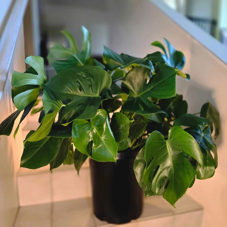 XL Monstera (Swiss Cheese Plant) - photo 2