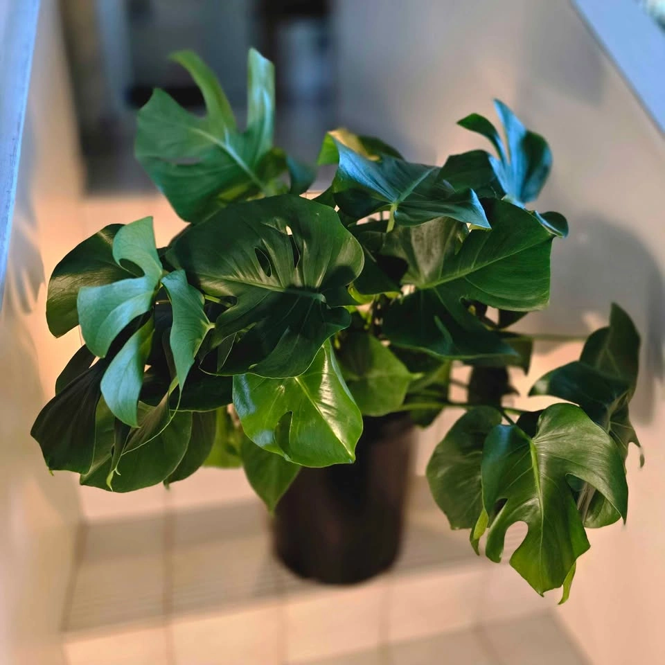 XL Monstera (Swiss Cheese Plant) - photo 3