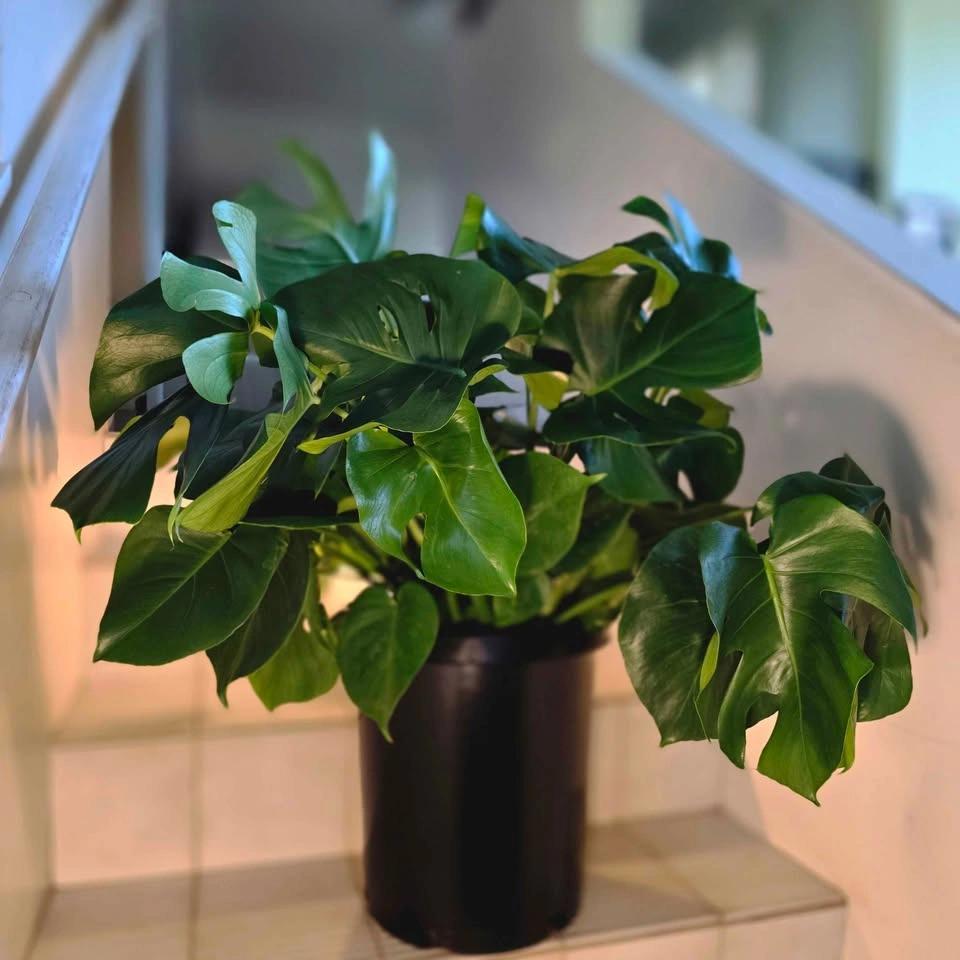 XL Monstera (Swiss Cheese Plant) - photo 4