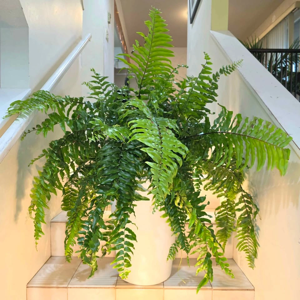 Boston Fern with Planter | Real Indoor Plant
