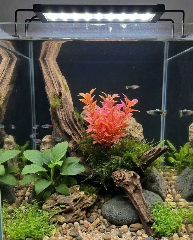 Artificial Plant (plastic)
